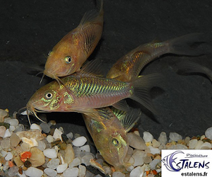 Corydoras aeneus