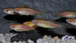 Danio choprai