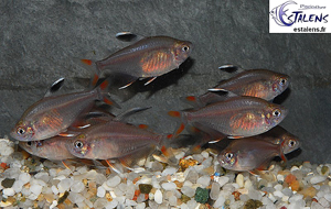 Hyphessobrycon bentosi