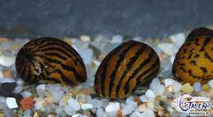 Escargots - Neritina ziczac