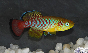 Nothobranchius guentheri bleu