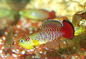 Nothobranchius Guentheri Rouge