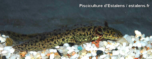 Batraciens - Pleurodeles waltlii