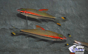 Puntius denisonii