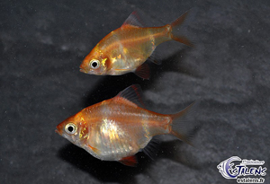 Puntius tetrazona doré