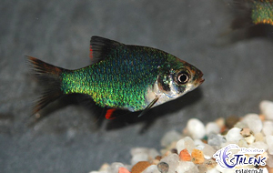 Puntius tetrazona (Barbus de Sumatra)