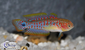 Tateurndina ocellicauda