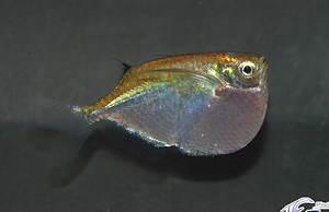 Thoracocharax Securis