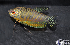 Trichogaster trichopterus