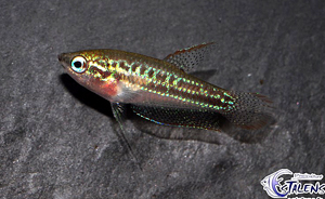 Trichopsis pumilus