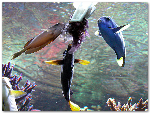 Poissons végétariens dévorant du Nori