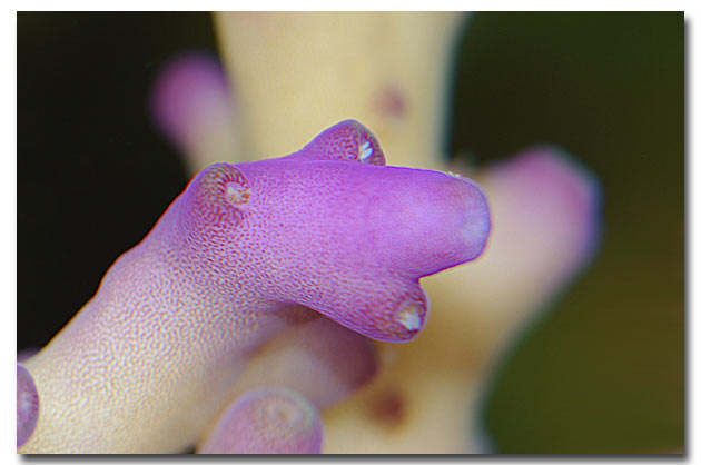 Si les Acropora pouvaient parler