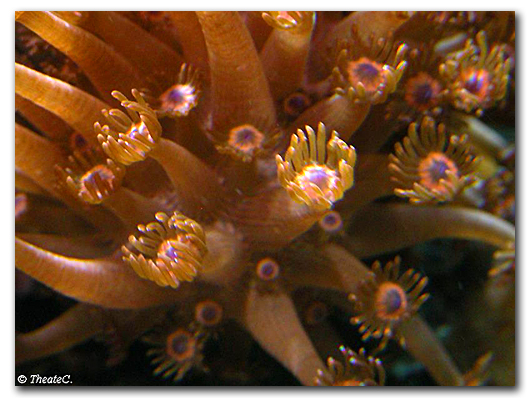 Les polypes d'un goniopora rouge