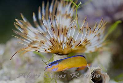 pseudochromis abri sous roche
