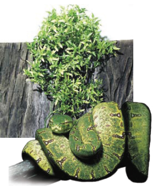 Jeune python arboricole dissimulé