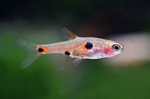 rasbora-maculata