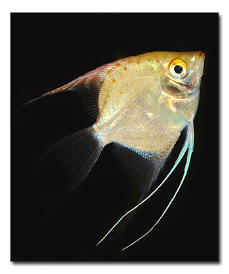 Scalaire doré