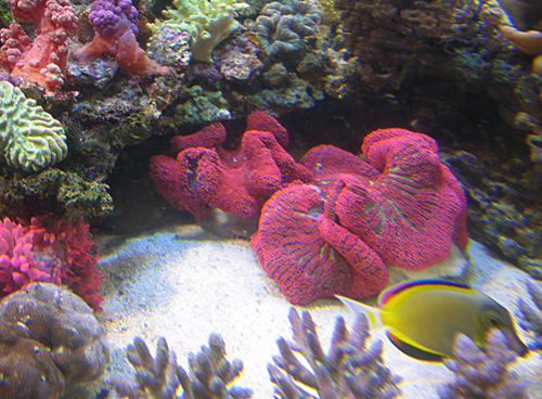 Stichodactyla rouge