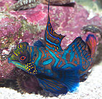 Pterosynchiropus Splendidus