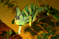 tERRARIO PAR jbl