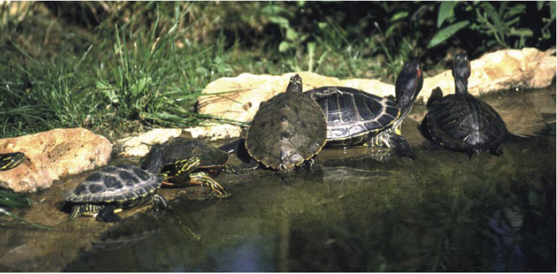 Tortues d’eau prenant un bain de soleil au bord d’un étang