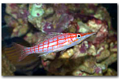 Oxycirrhites typus