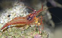 Lysmata wurdemanni