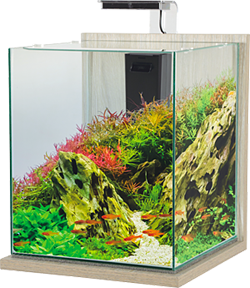 aquarium jalaya