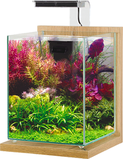 Aquarium jalaya zebrano