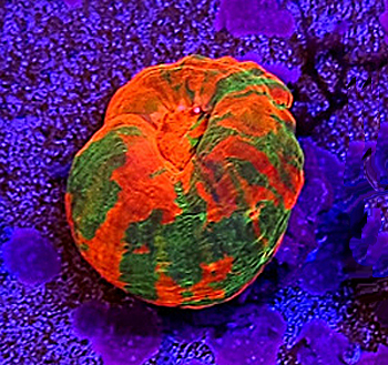 Scolymia master Grade