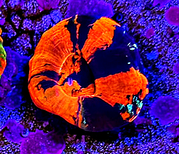 Scolymia