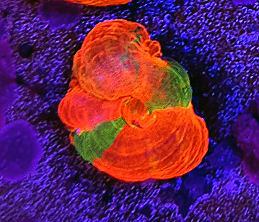 Scolymia master Grade