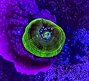 Scolymia Ufo