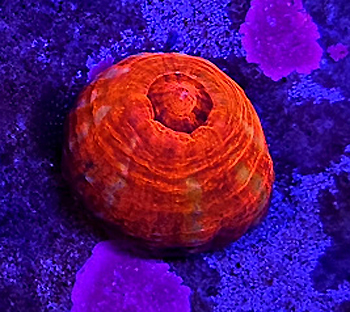 Scolymia master Grade