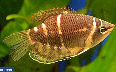 Sphaerichthys osphromenoides