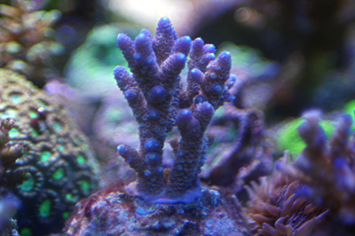 Acropora brun