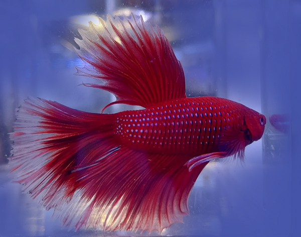 Betta splendens Abri sous roche