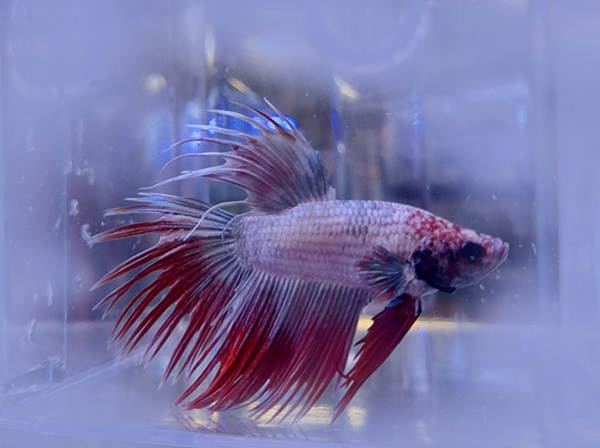 Betta splendens Abri sous roche