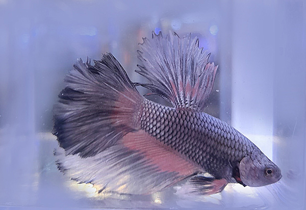 Betta splendens Abri sous roche