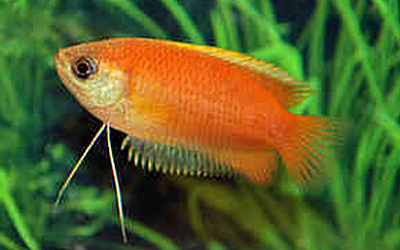 Trichogaster labiosa rouge Abri sous roche