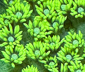 Goniopora vert
