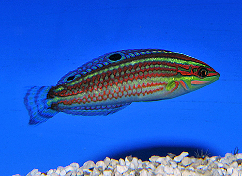 halichoeres_ornatissimus