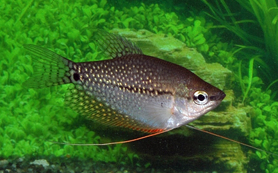 Trichopodus Leeri Abri sous roche