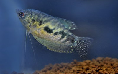  	Trichopodus Trichopterus Marble Abri sous roche