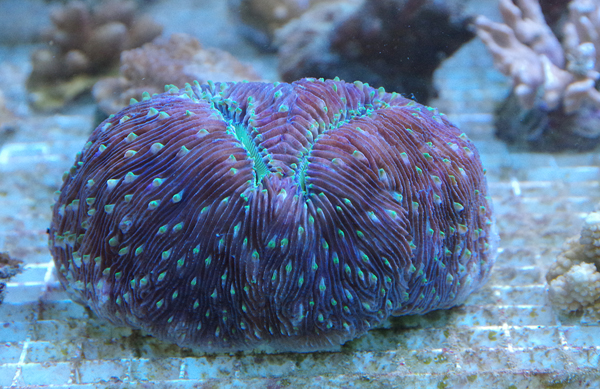 polyphyllia