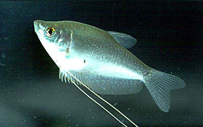 trichogaster_microlepis